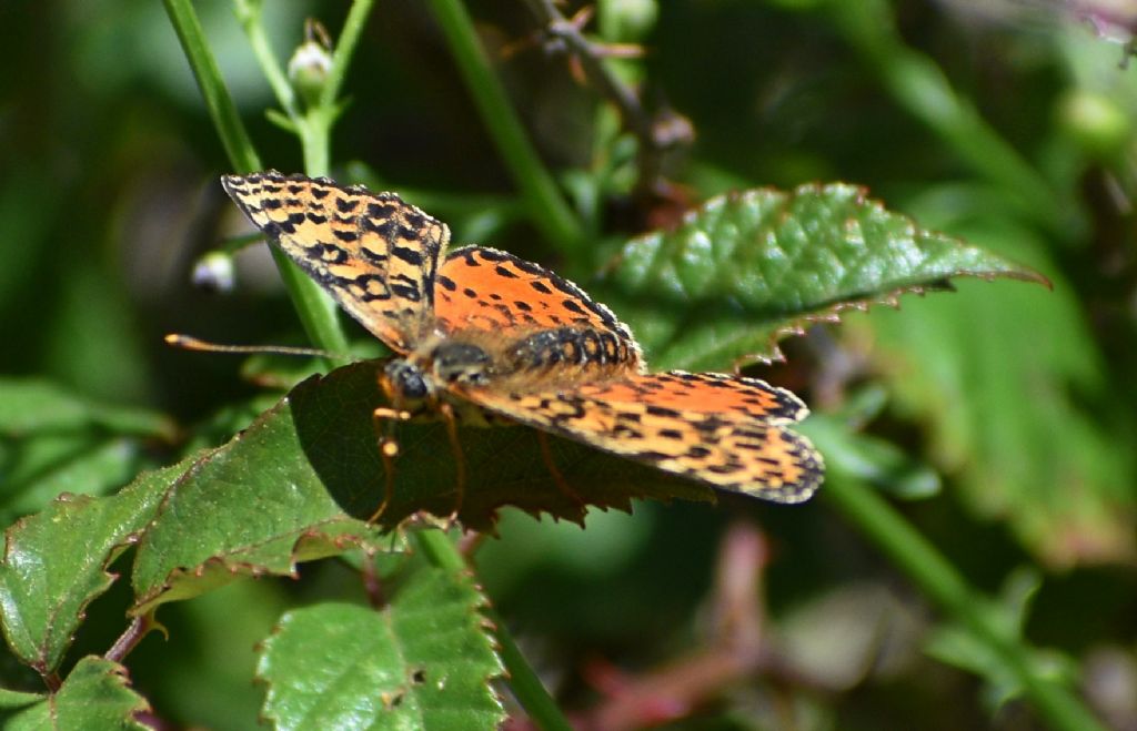 Melitaea anomala: Melitaea didyma, femmina